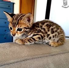 Beautiful Bengal kitten with golden eyes